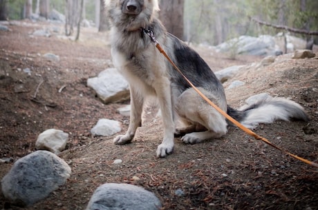 松师犬(快来切掉你的腌络，看看你对松师犬了解几分？)