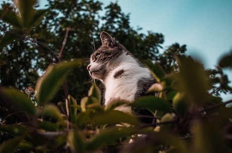 猫咪后院(打造舒适安全的猫咪后院)