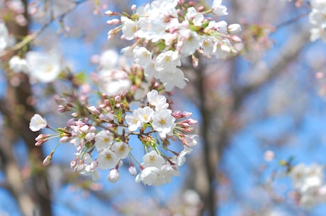 樱花校园哪里有鬼娃娃 3月樱花最为耀眼