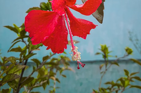 那些花(盛开的那些花：让春天更加美丽)