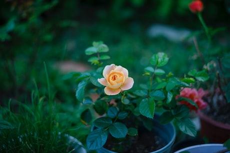 铃兰花(铃兰花——曼妙的芳香之美)